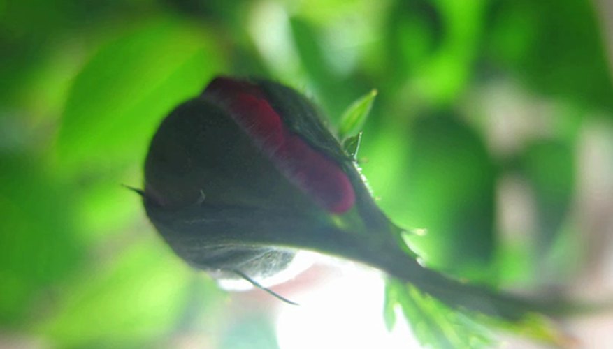 Rose bud preparing to open. Rose bud preparing to open.