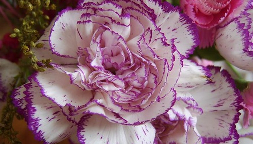 Carnations are a Mother's day favorite. Carnations are a Mother's day favorite.