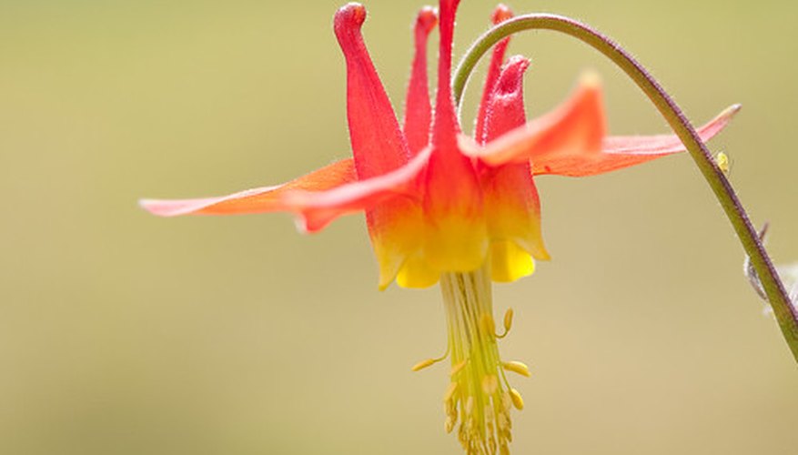 Red columbine (Aquilegia canadensis) Red columbine (Aquilegia canadensis)