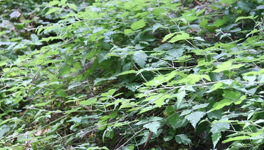 Green plants produce chemical energy in the form of sugars Green plants produce chemical energy in the form of sugars