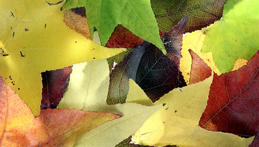 Sweetgum foliage is star-shaped and in autumn becomes tones of yellow, red and purple. Sweetgum foliage is star-shaped and in autumn becomes tones of yellow, red and purple.
