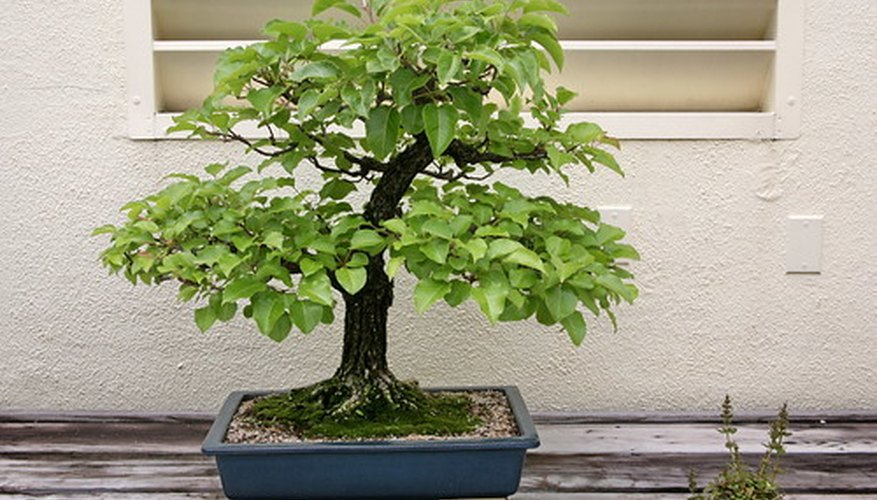 The Oriental or Callery pear is native to many parts of Asia and is valued for its trainability and flexibility. The Oriental or Callery pear is native to many parts of Asia and is valued for its trainability and flexibility.
