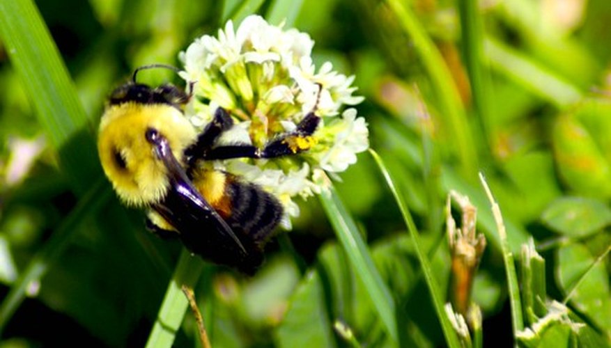 Bumble bees are important pollinators. Bumble bees are important pollinators.