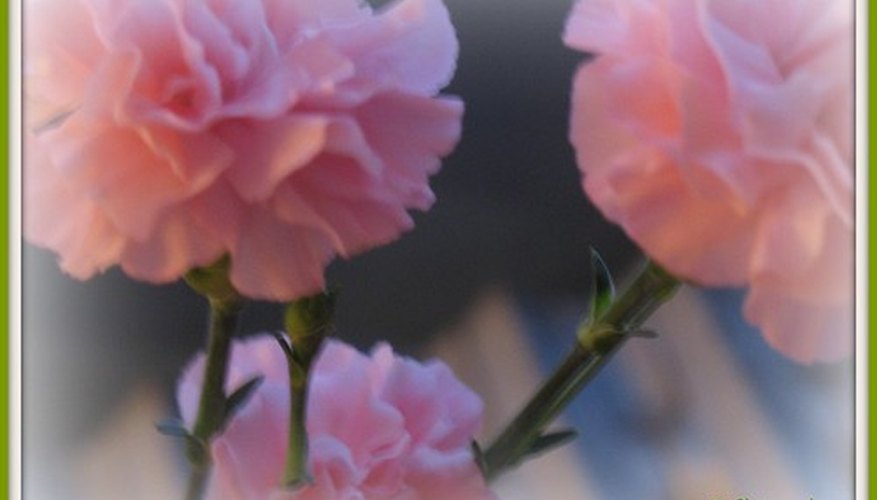 Pink carnations reflect gratitude. Pink carnations reflect gratitude.