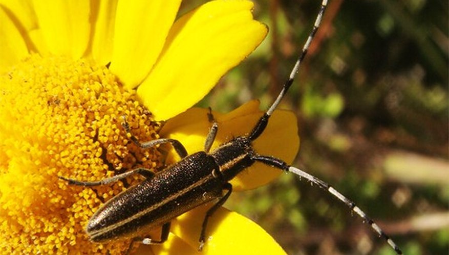 Member of the Cerambycidge beetle family Member of the Cerambycidge beetle family