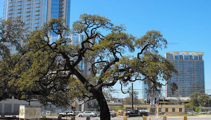 The live oak tree is an evergreen. The live oak tree is an evergreen.