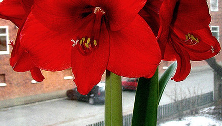 Amaryllis bloom around the end of the year. Amaryllis bloom around the end of the year.
