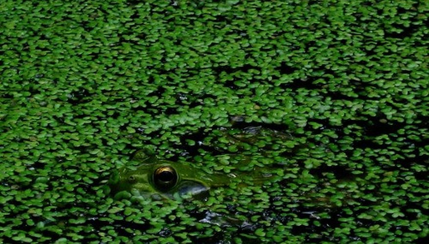 Duckweed is considered invasive. Duckweed is considered invasive.