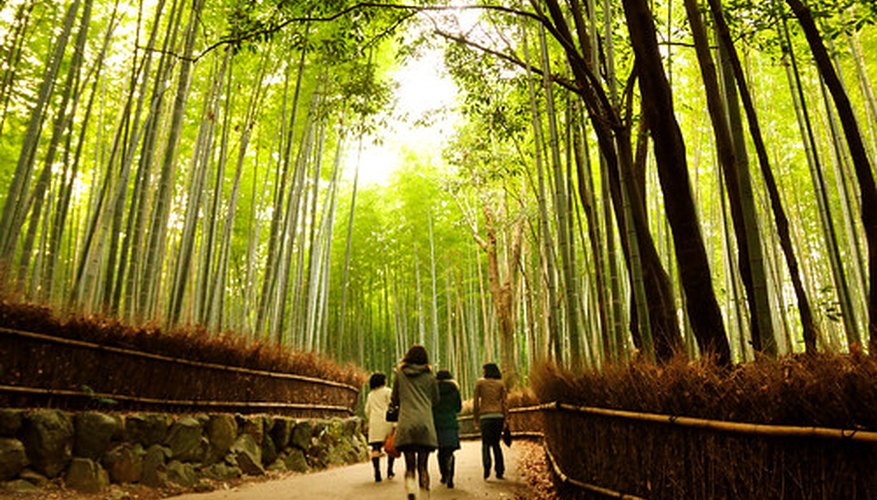 Bamboo is known for its medicinal and cooking benefits. Bamboo is known for its medicinal and cooking benefits.