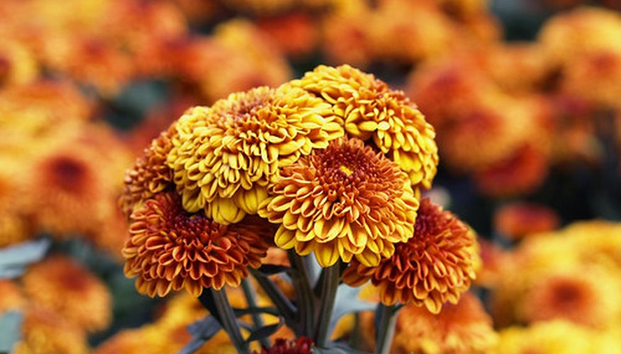 Chrysanthemum tea has many healing benefits. Chrysanthemum tea has many healing benefits.