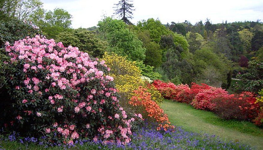 Rhododendrons in the landscape. Rhododendrons in the landscape.