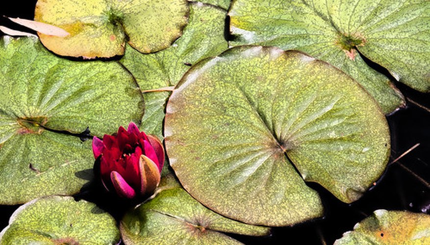 Different pond plants thrive at different water depths. Different pond plants thrive at different water depths.