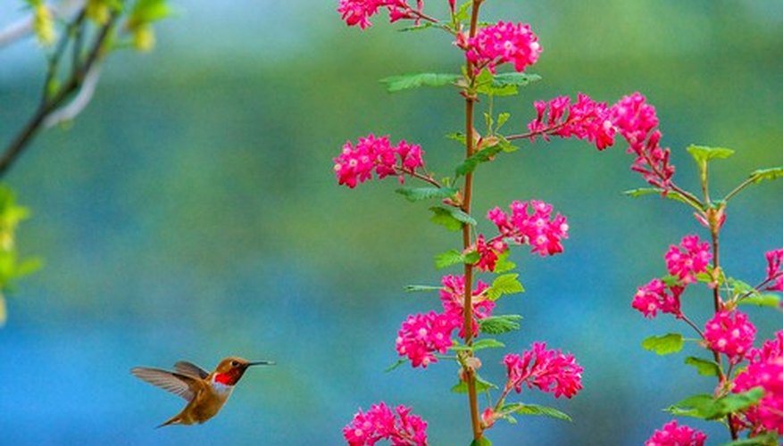 Many plants depend on insects and birds for pollenation. Many plants depend on insects and birds for pollenation.