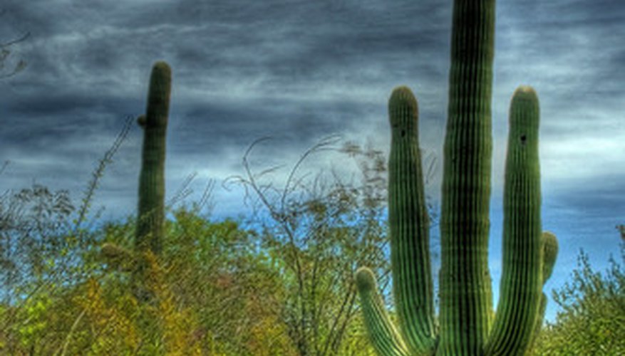 Saguaro cacti are the largest type of cacti and can reach a height of 55 feet. Saguaro cacti are the largest type of cacti and can reach a height of 55 feet.