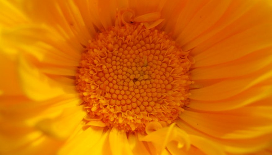 Golden calendula. Golden calendula.