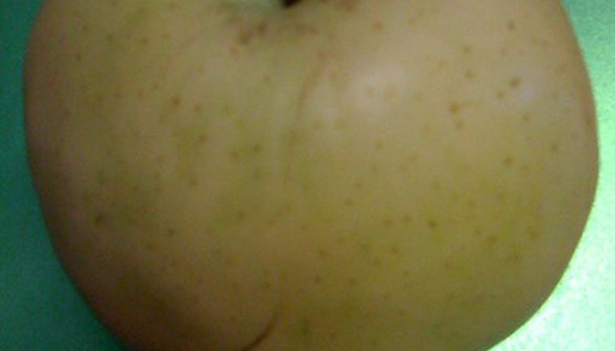 There are many varieties of Asian pears suited to different climates There are many varieties of Asian pears suited to different climates
