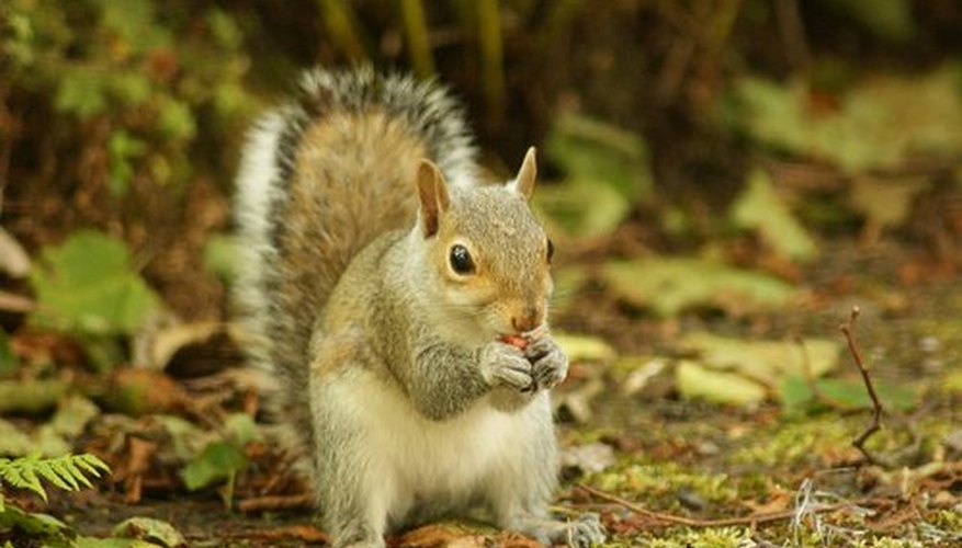 squirrel-life-cycles-sciencing