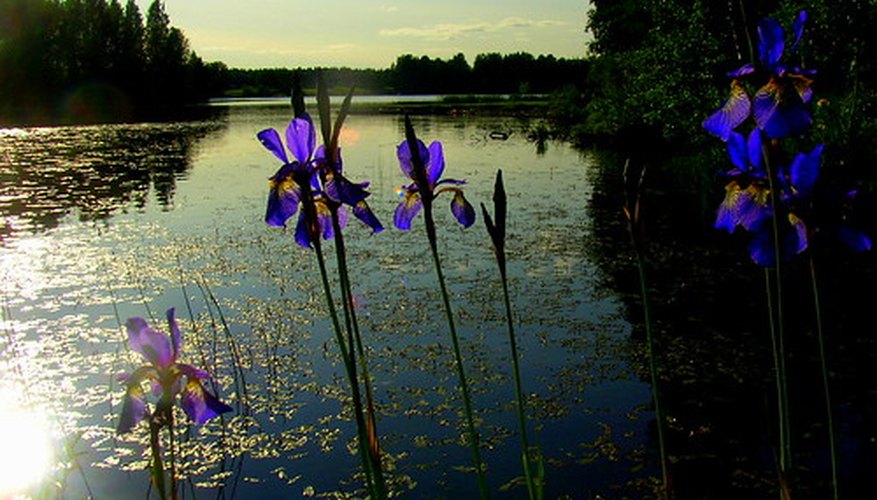 Irises provide vertical interest in a bog or water garden. Irises provide vertical interest in a bog or water garden.