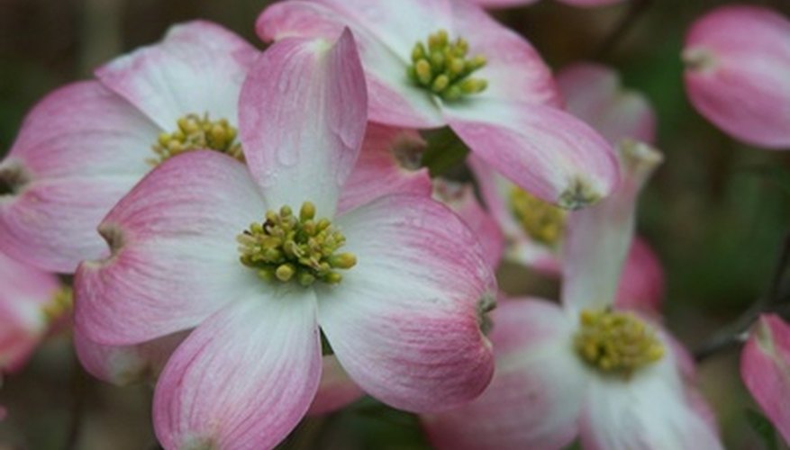 Satomi dogwood blooms Satomi dogwood blooms
