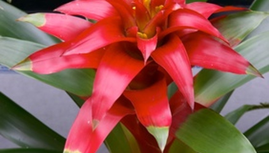 Brightly colored tropical flowers add a tiki touch. Brightly colored tropical flowers add a tiki touch.