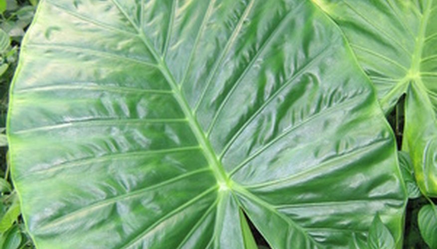 What Plants Go Well With Elephant Ear Plants? | Garden Guides