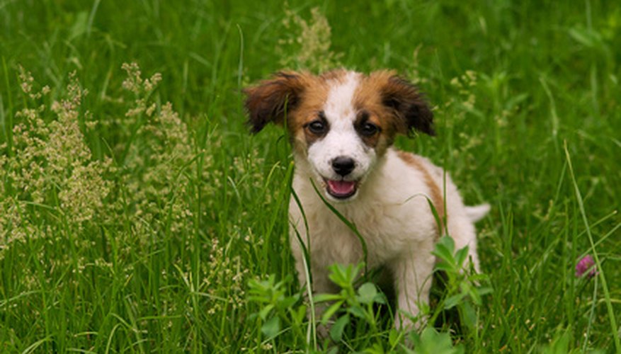 Grass seeds can cause problems for dogs Grass seeds can cause problems for dogs