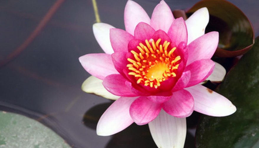 Pink and white lotus flower growing out of the water Pink and white lotus flower growing out of the water