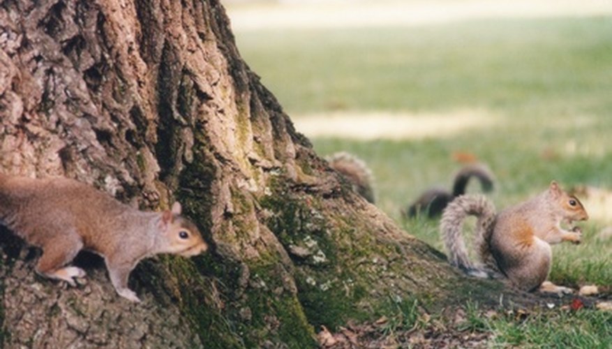 Squirrels eat shagbark hickory nuts. Squirrels eat shagbark hickory nuts.