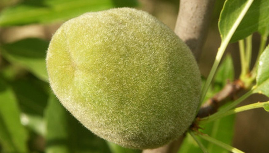 Almond tree drupe. Almond tree drupe.