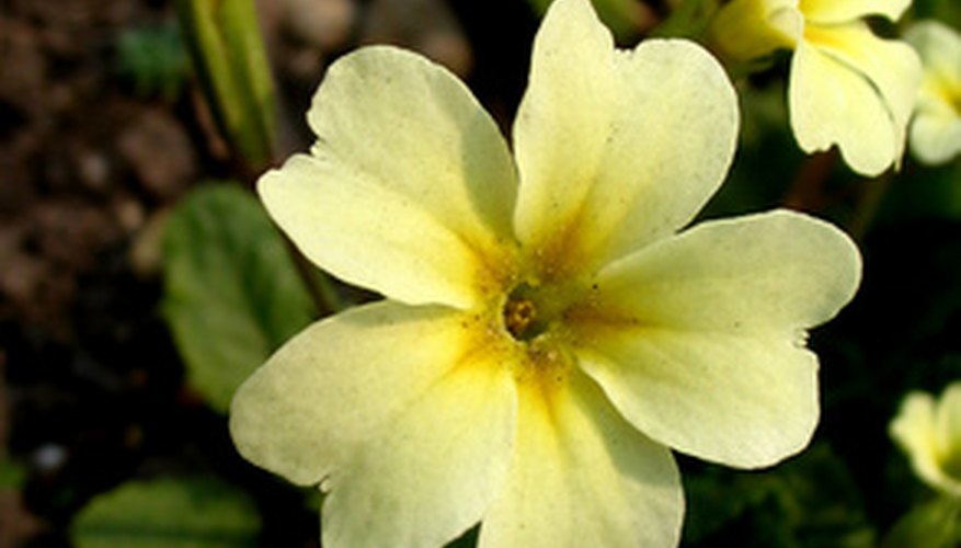 Primrose flowers are small and delicate looking. Primrose flowers are small and delicate looking.