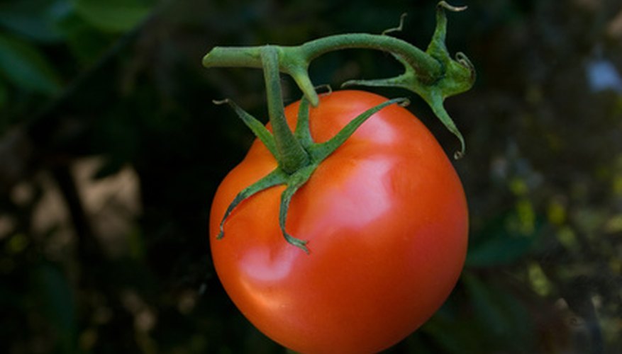 Tomatoes thrive in Tennessee. Tomatoes thrive in Tennessee.