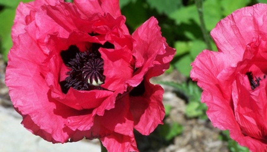 Oriental poppies have large blue-black or white spots in the flower bases. Oriental poppies have large blue-black or white spots in the flower bases.