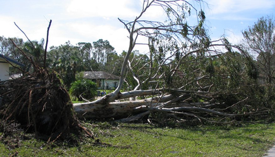 Strong winds can topple even the healthiest of trees. Strong winds can topple even the healthiest of trees.