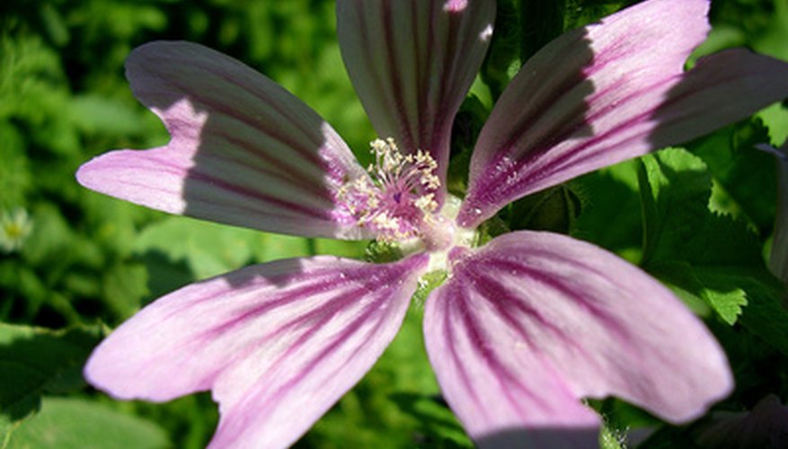 Joe Pye Weed Joe Pye Weed