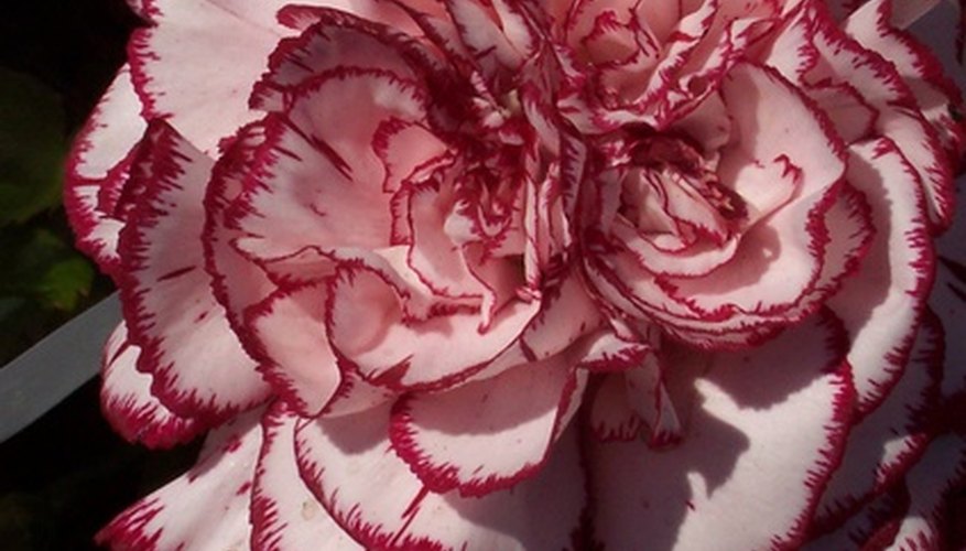 Carnations are common flowers in Sicily. Carnations are common flowers in Sicily.