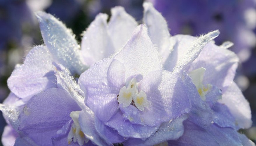 Delphinium flowers prefer alkaline soil. Delphinium flowers prefer alkaline soil.