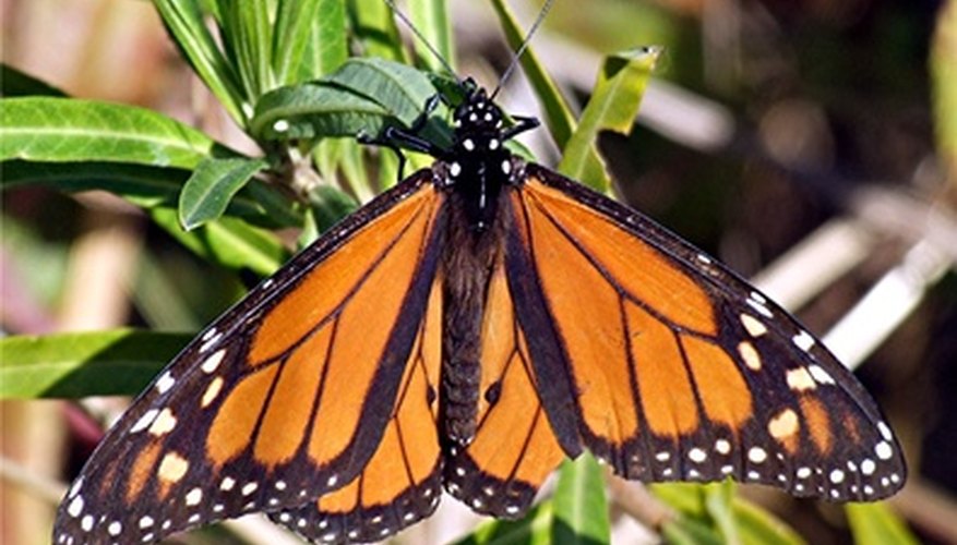 Monarch butterfly Monarch butterfly