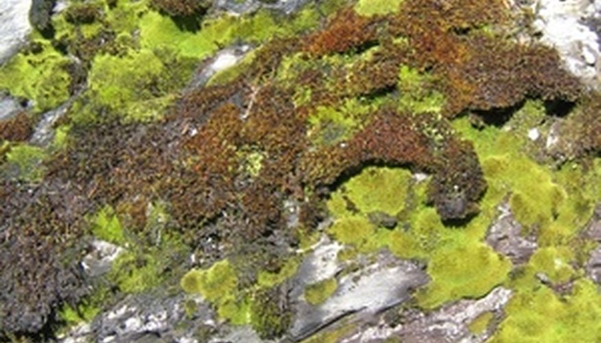 Peat moss soil is soil mixed with decomposed peat moss. Peat moss soil is soil mixed with decomposed peat moss.