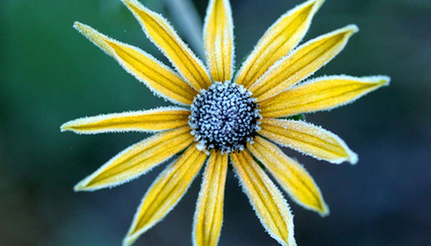 Winter flowers provide color during the cold, dreary months. Winter flowers provide color during the cold, dreary months.