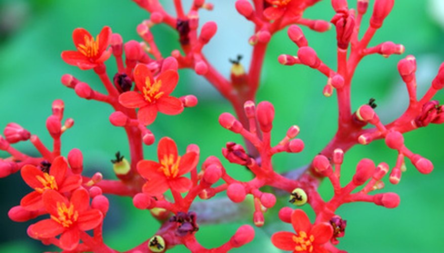 Jatropha is best transplanted young. Jatropha is best transplanted young.