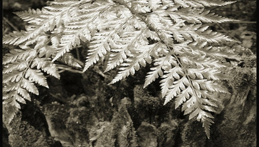 Pyramid shaped fern leaves. Pyramid shaped fern leaves.