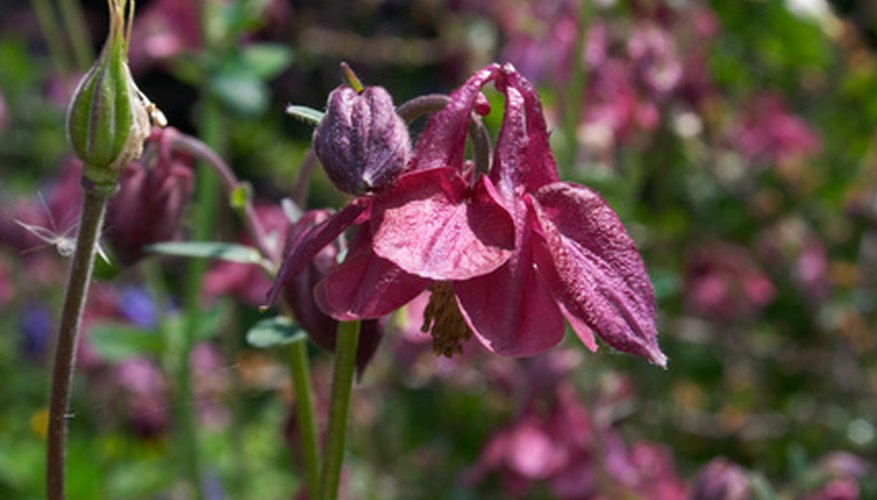 Nodding pink columbine Nodding pink columbine