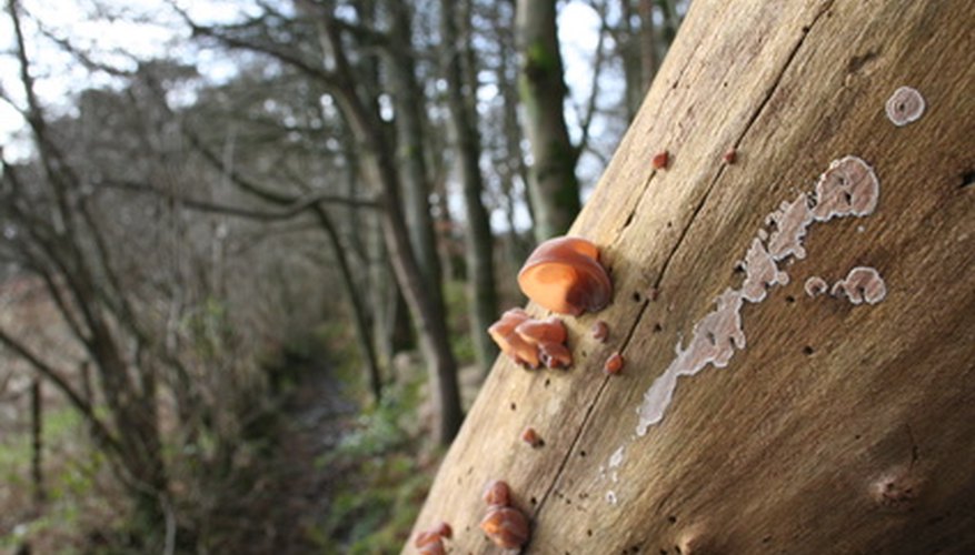Control fungal infections before they ruin your garden. Control fungal infections before they ruin your garden.