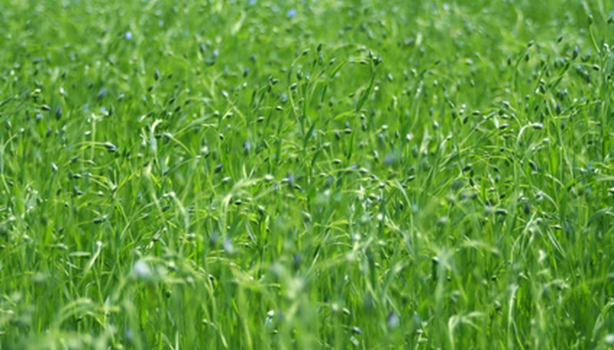 Spider wort is commonly found in the prairies along with prairie grass in the United States. Spider wort is commonly found in the prairies along with prairie grass in the United States.