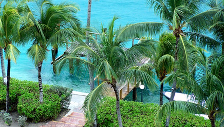 Palm trees are a staple in many Florida landscapes. Palm trees are a staple in many Florida landscapes.