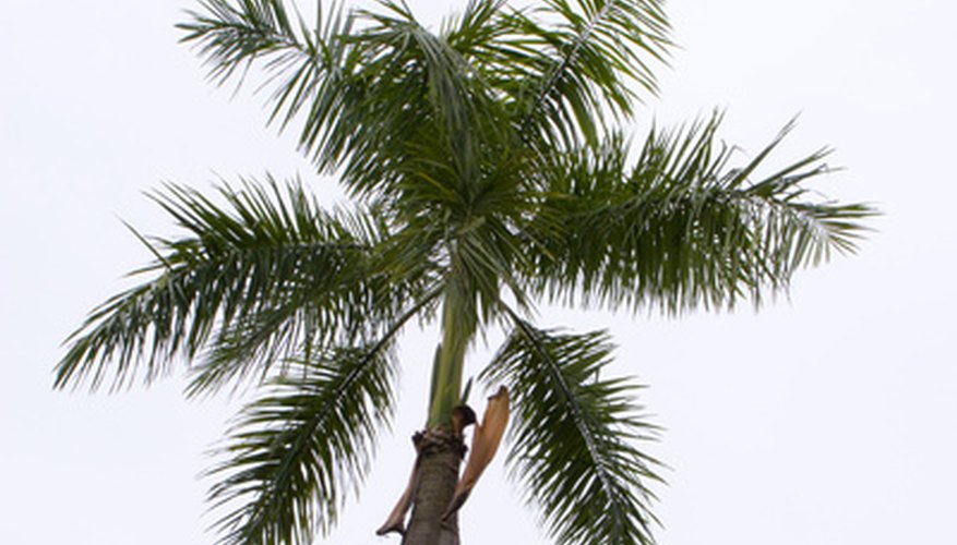 Royal palm Royal palm