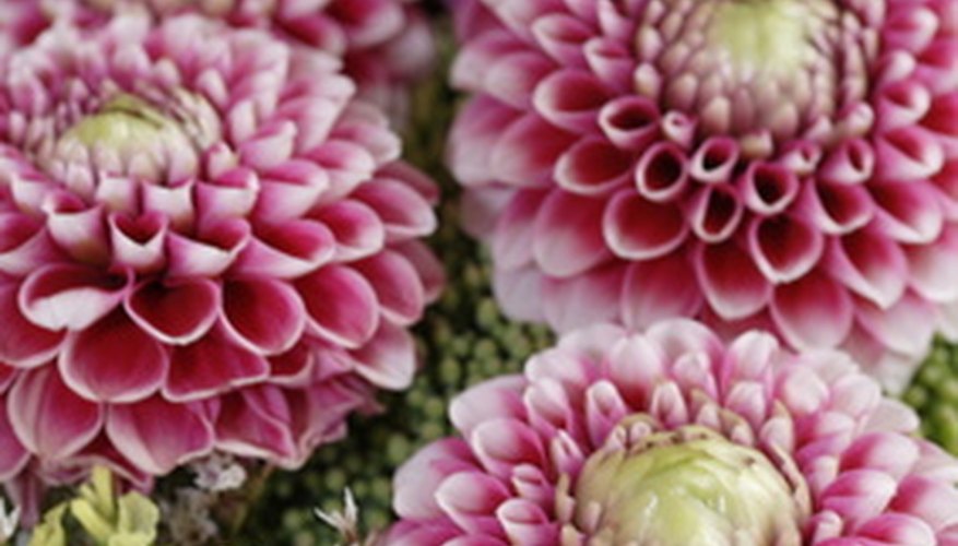 White and burgundy dahlias White and burgundy dahlias