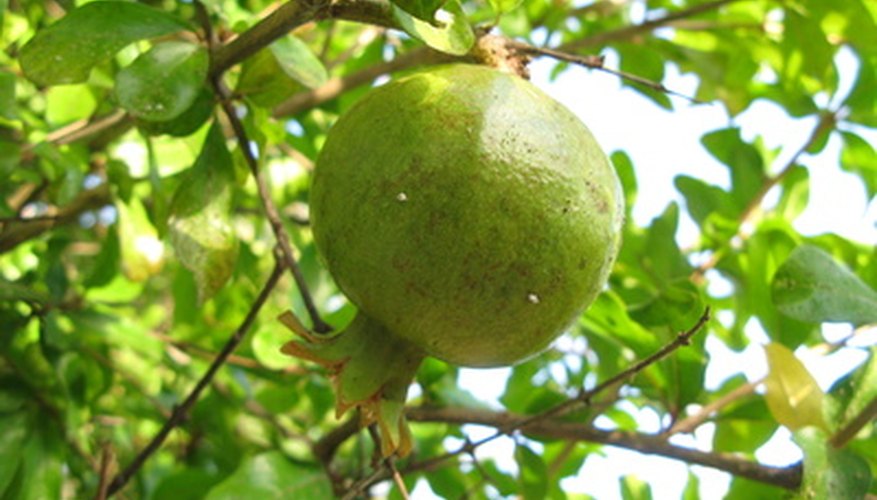 Pomegranate fruit ripening on the tree. Pomegranate fruit ripening on the tree.