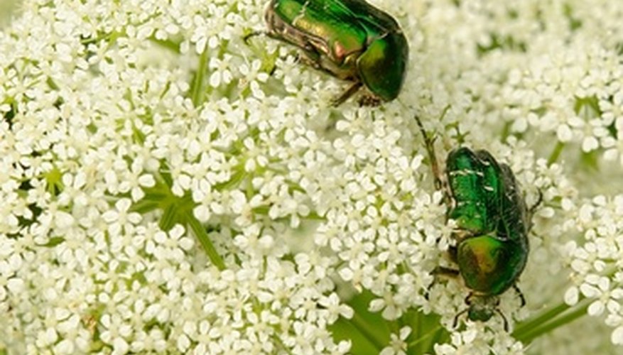 Japanese beetles are metallic green in color. Japanese beetles are metallic green in color.