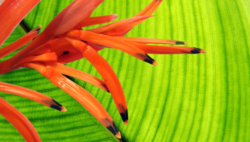 Parrot's beak heliconia Parrot's beak heliconia